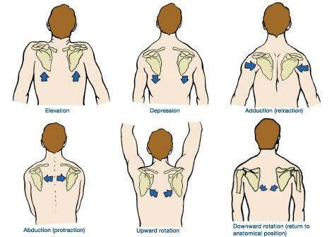 Scapular Retraction