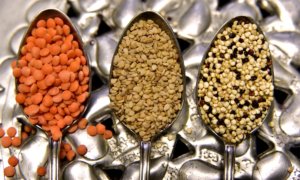 lentils as plant protein
